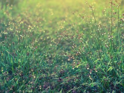 The Top Common Weeds in Georgia | Kemko Lawn Service